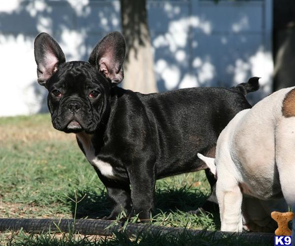 french bulldog puppy posted by Pitbulls for Sale